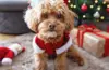 Christmas Clothes For Dogs