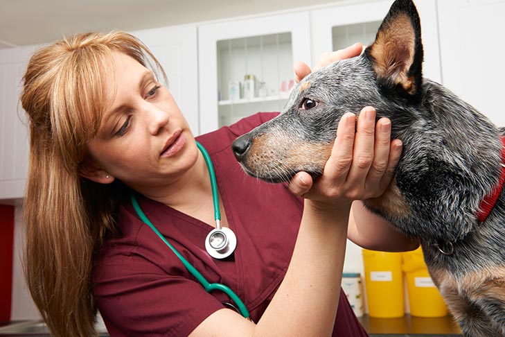 Australian Cattle Dog Having Its Eyes Checked By The Vet.