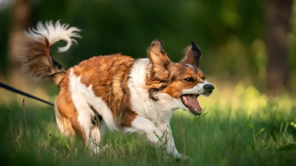 Dogs Spinning At The End Of Their Lives