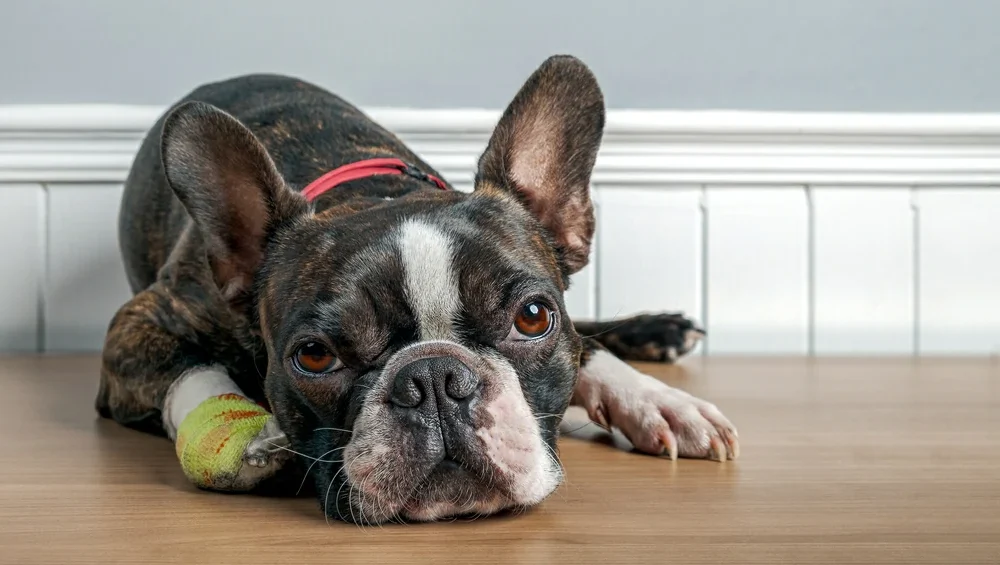 Dying Dog Signs E1752592528721