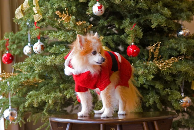 Pet Holiday Gear
