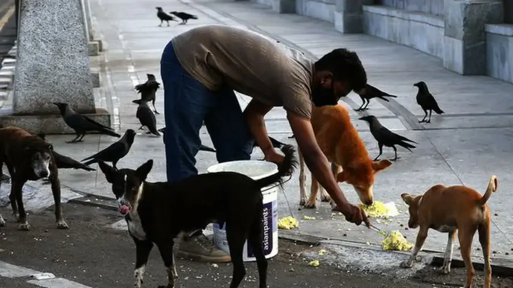 What To Do With A Stray Dog 1