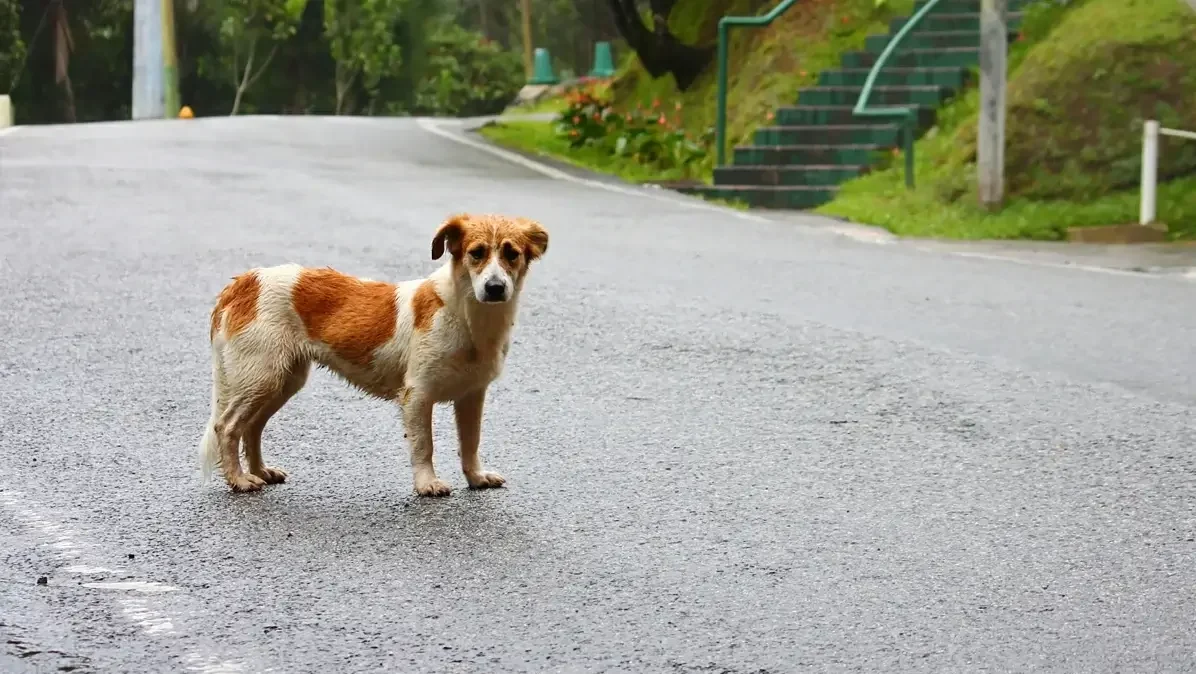 What To Do With A Stray Dog I Found E1752594299897