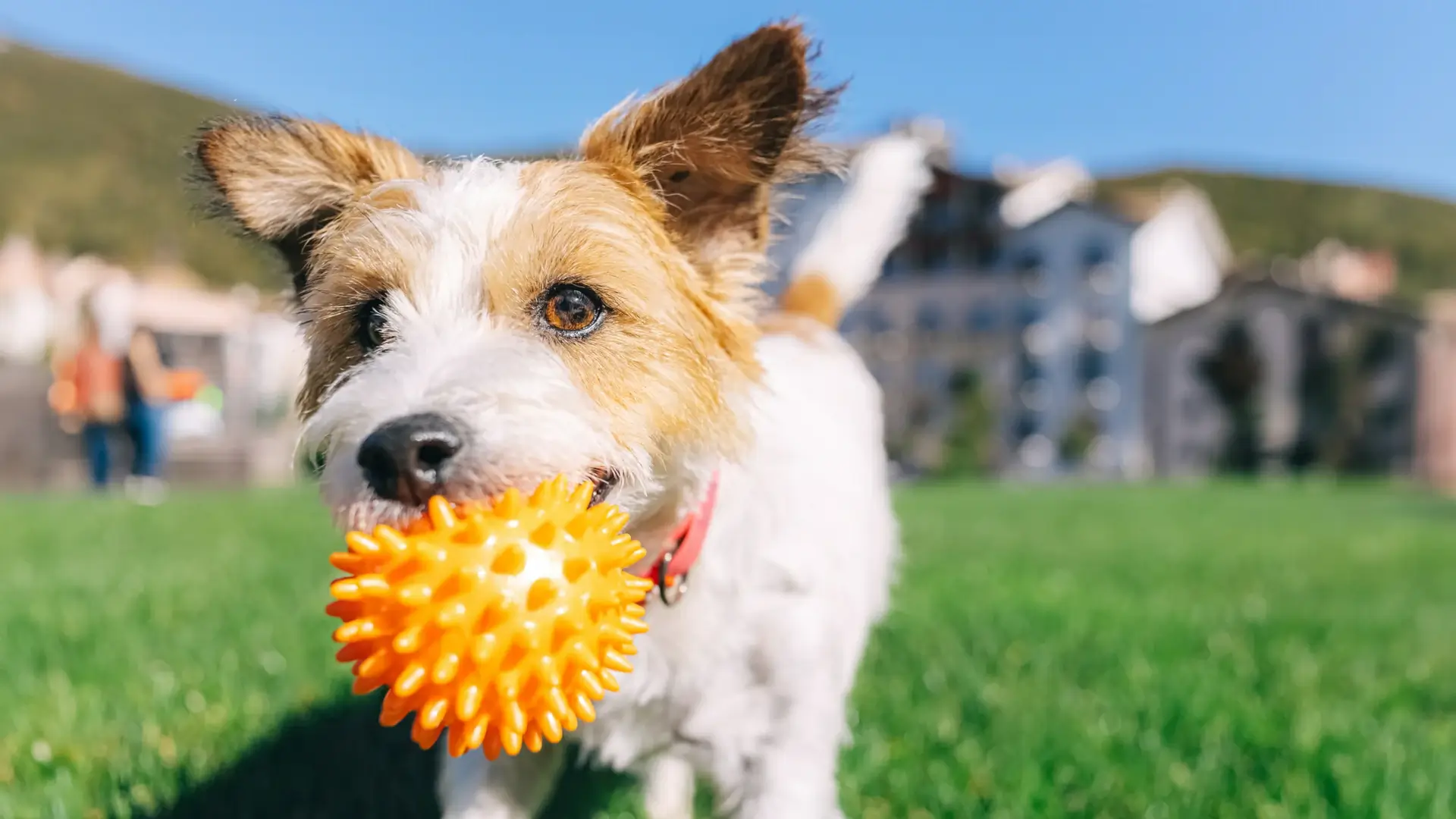 Interactive Dog Toys