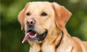 The 5 Best Dog Breeds For First Time Owners