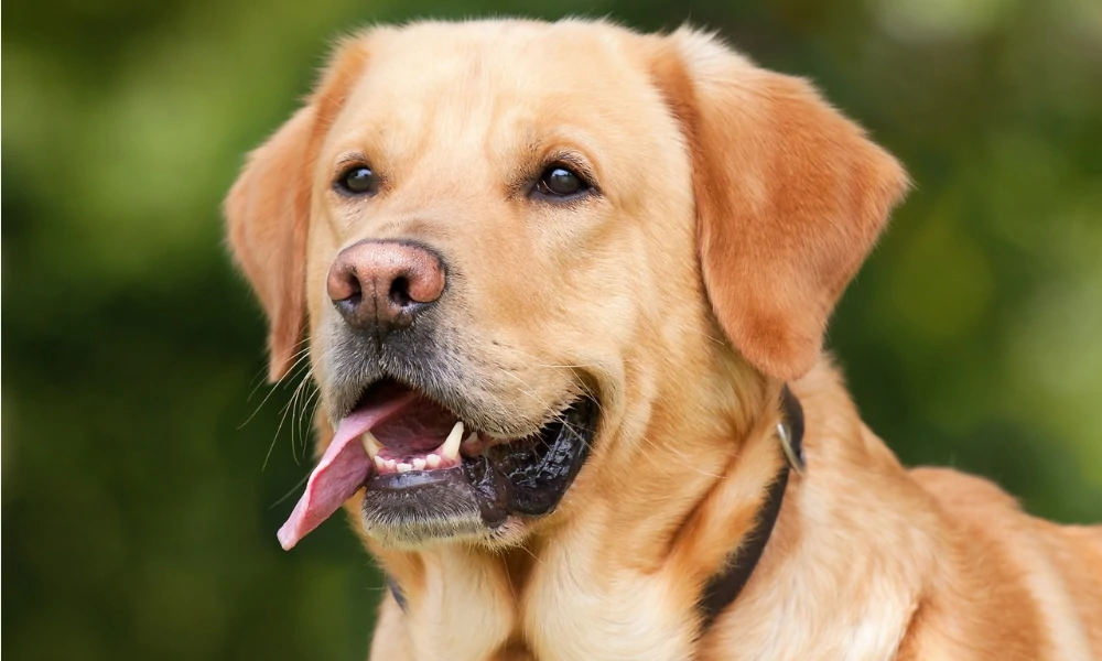 The 5 Best Dog Breeds For First Time Owners