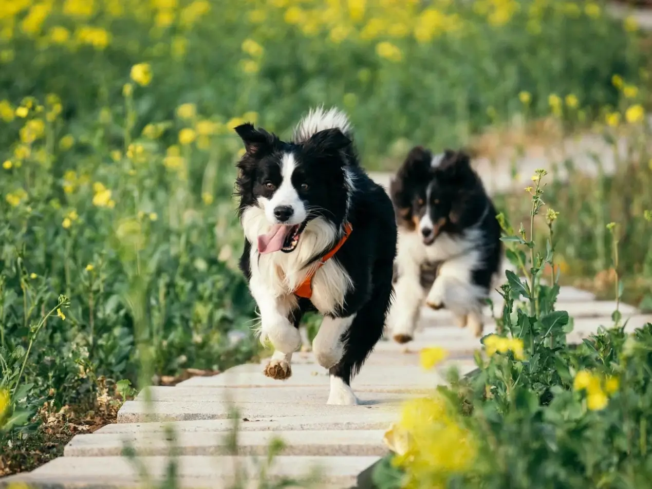 Dog Run About Furrycozy