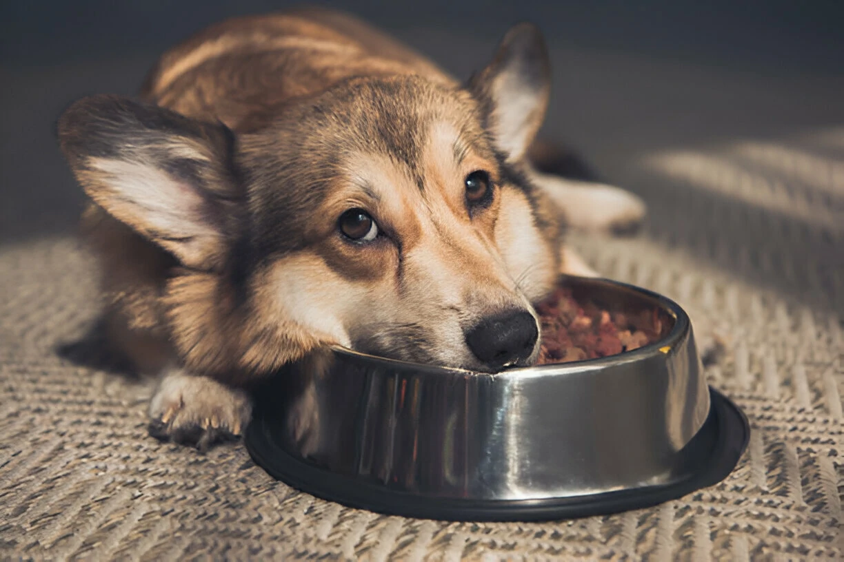 Dog Not Eating Lying In Bowl