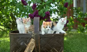 What to Do As a First Time Cat Owner