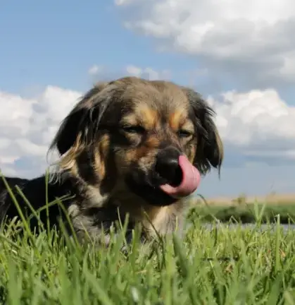 Dog Constantly Sneezing