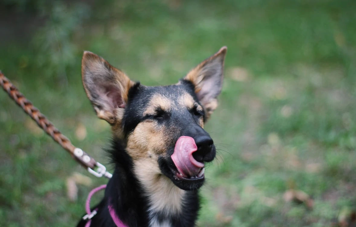 Dog Is Sneezing A Lot