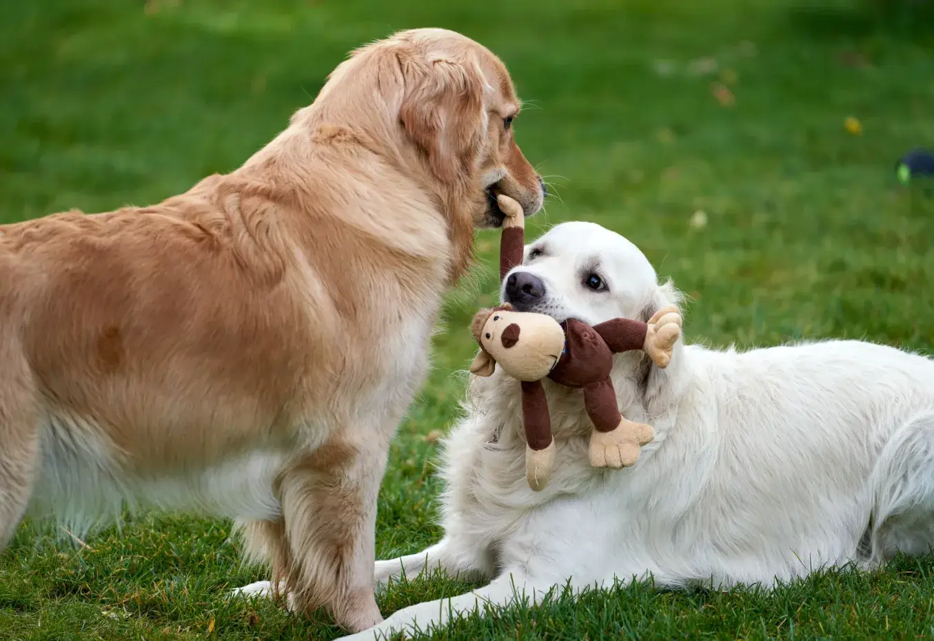 Dog Play