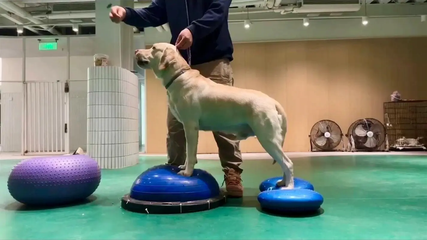 Dog Reactivity Training