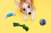 small dog toys Concept Pet Care, Playing And Training