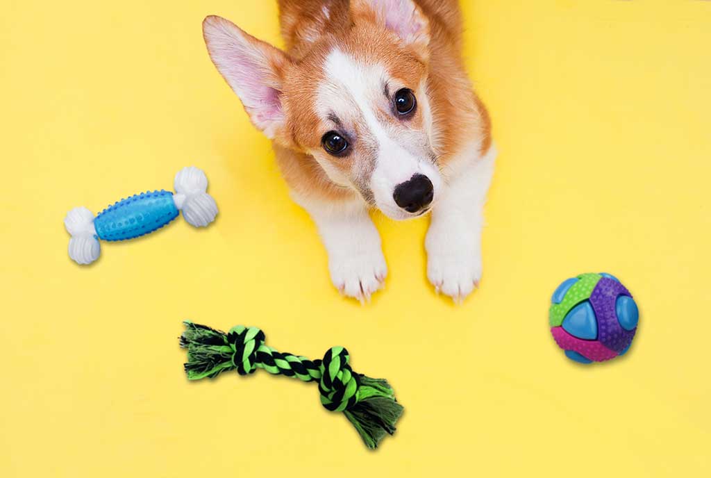 small dog toys Concept Pet Care, Playing And Training