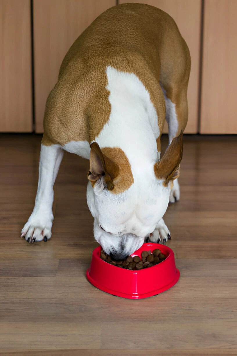 How Long Can Dog Go Without Eating