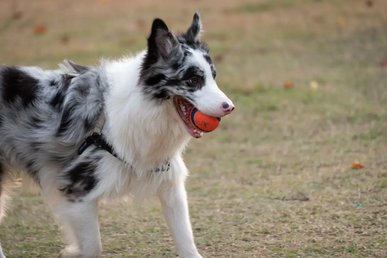 How To Train Reactive Dogs