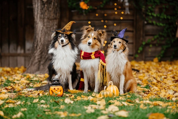 Pet halloween outfits