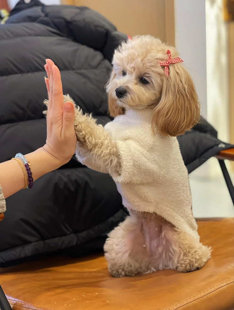 Reactive Dog Behavior