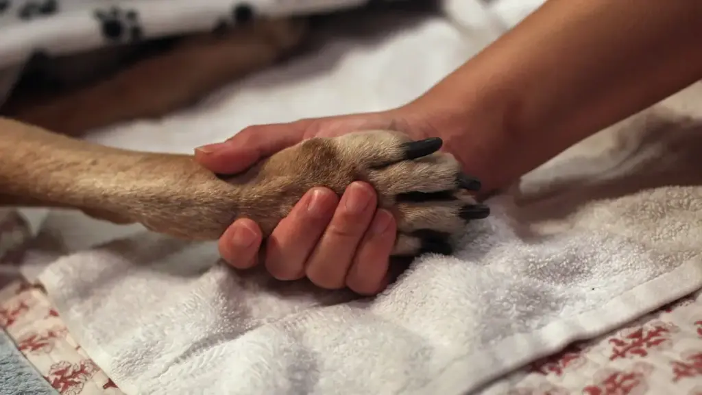 Signs A Dog Is Dying