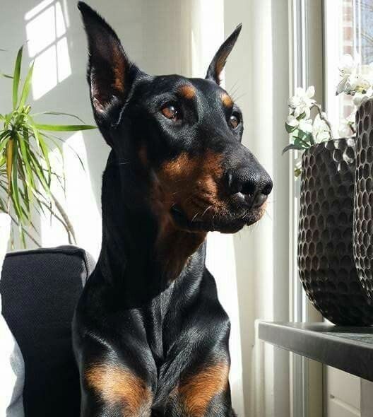 Doberman Pinscher