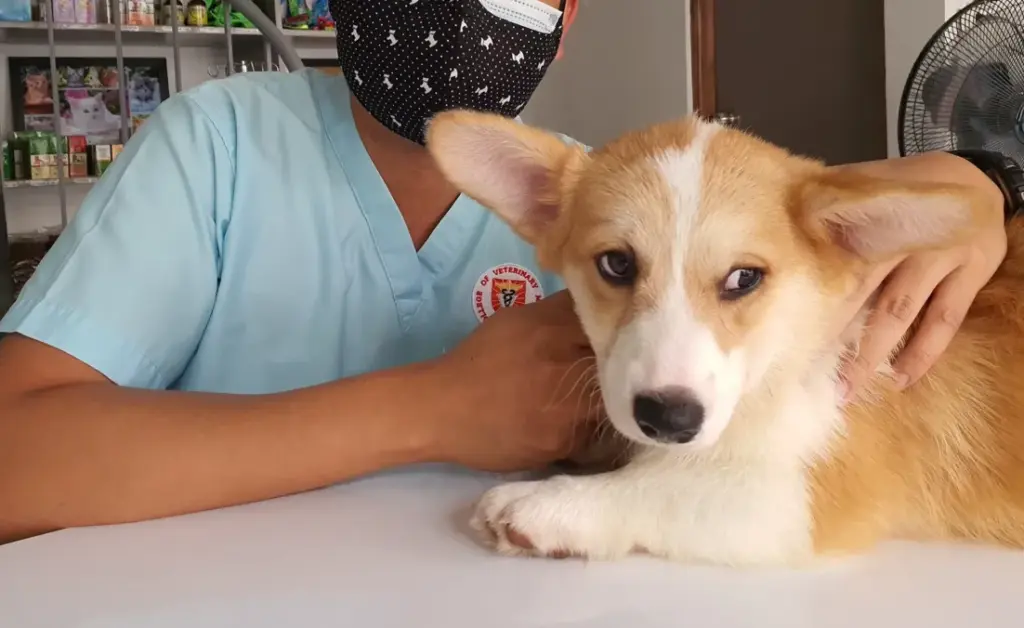 Dog Visiting The Vet
