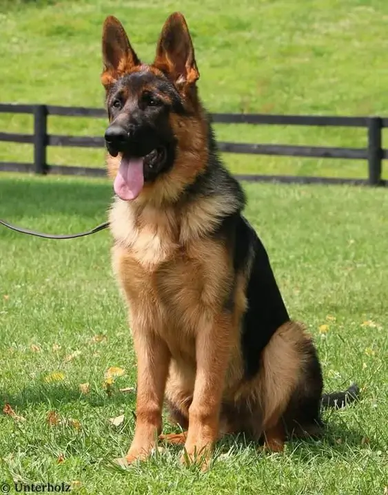 German Shepherd2
