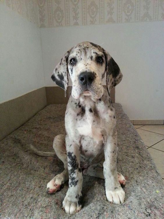 Great Dane