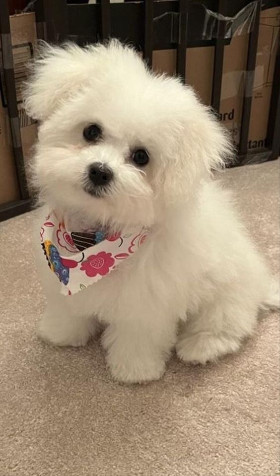 Maltese