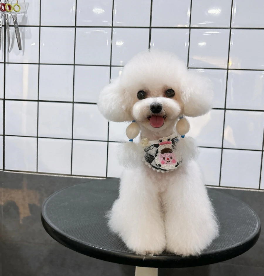 Miniature Poodle