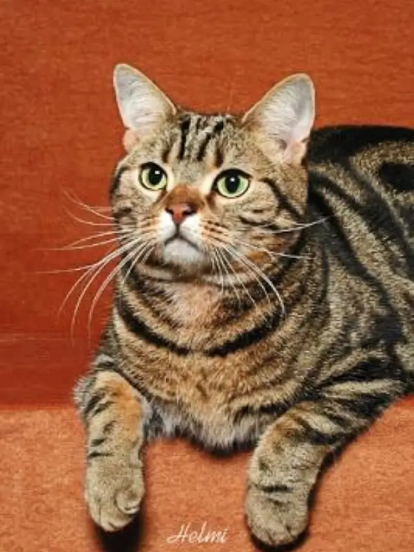 Most Popular Cat Breeds American Shorthair 600x800 1