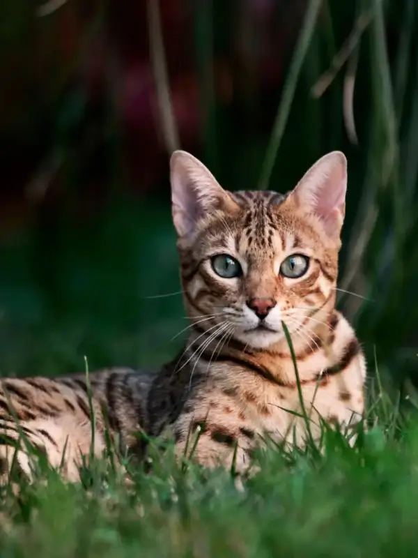 Most Popular Cat Breeds Bengal 600x800 1