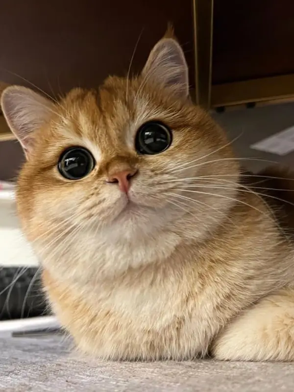 Most Popular Cat Breeds British Shorthair 600x800 1