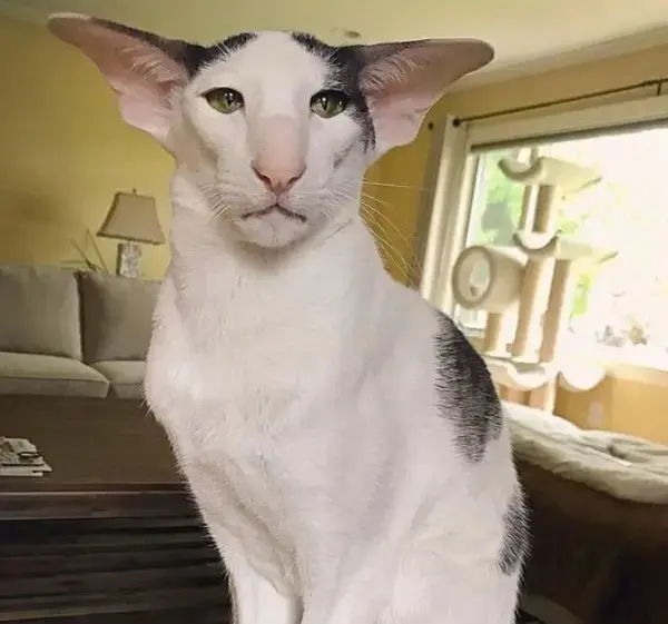 Most Popular Cat Breeds Oriental Shorthair 600x800 1