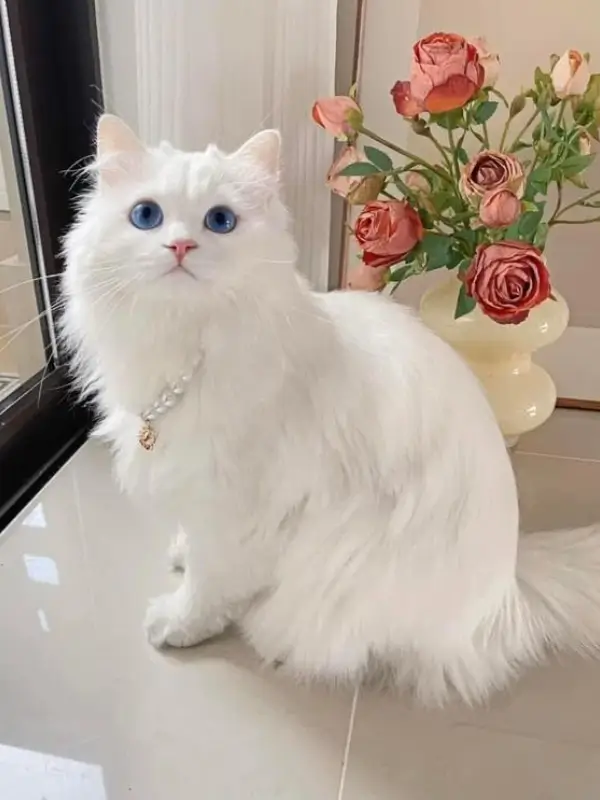 Most Popular Cat Breeds Ragdoll Katzen 600x800 1