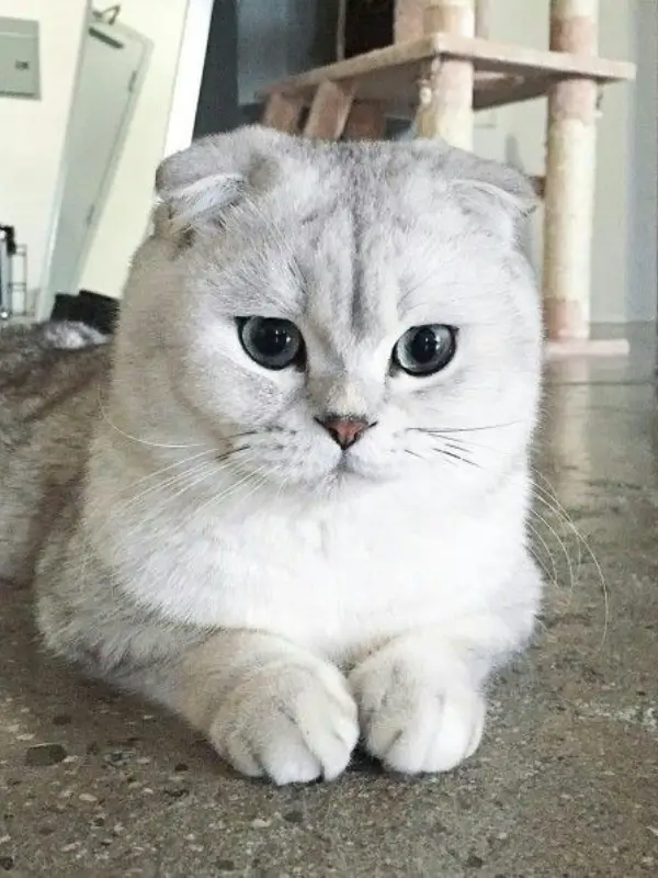 Most Popular Cat Breeds Scottish Fold 600x800 1