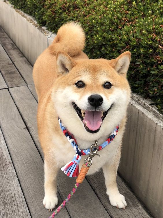 Shiba Inu