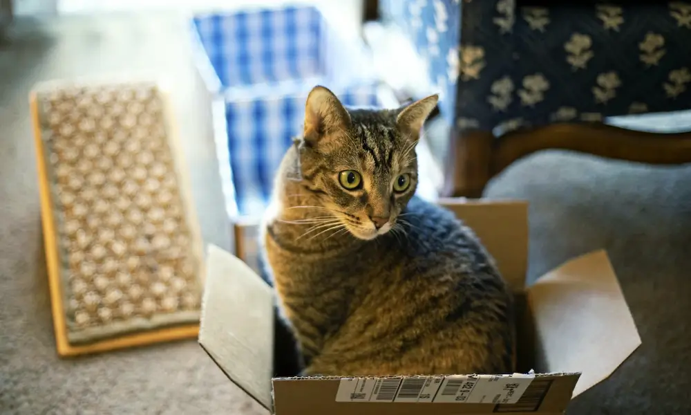 Guide to the top 20 most popular cat breeds