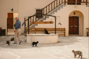 What To Feed A Senior Cat That Keeps Throwing Up A Lot Of Cats