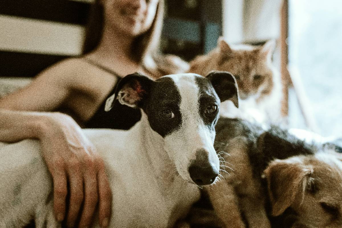 Bringing Home A New Puppy Blog Banner