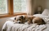 Dog Separation Anxiety Practical Fixes That Work Blogs1