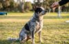 Australian Cattle Dog Behavior Issues Blogs​