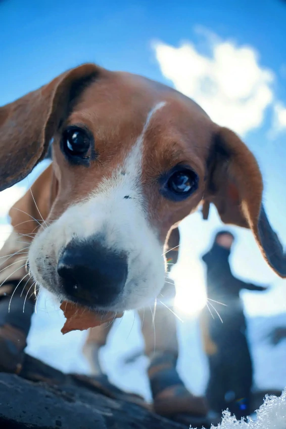 Why Does My Dog Keep Sneezing?— Causes, Solutions & When to See a Vet 5 Beagle