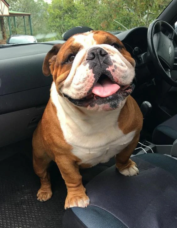 What Dog Breed Should I Get? The Complete Dog Breeds A–Z Guide 6 Bulldog