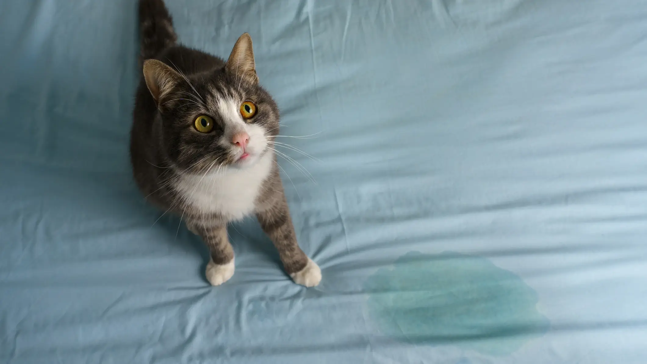 Cat Urine Odor Remover That Actually Works