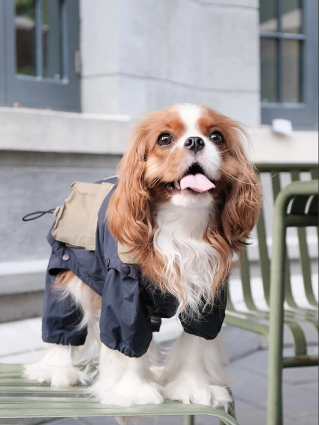 The 5 Best Dog Breeds for First-Time Owners 5 Cavalier King Charles Spaniel