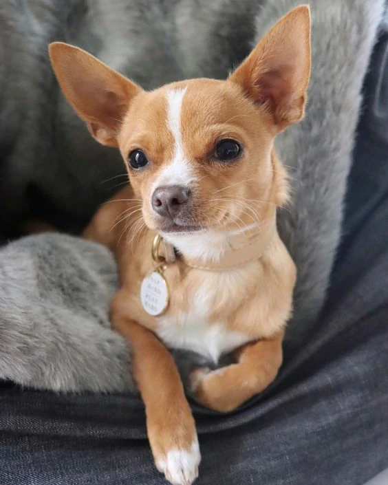 What Dog Breed Should I Get? The Complete Dog Breeds A–Z Guide 8 Chihuahua~1