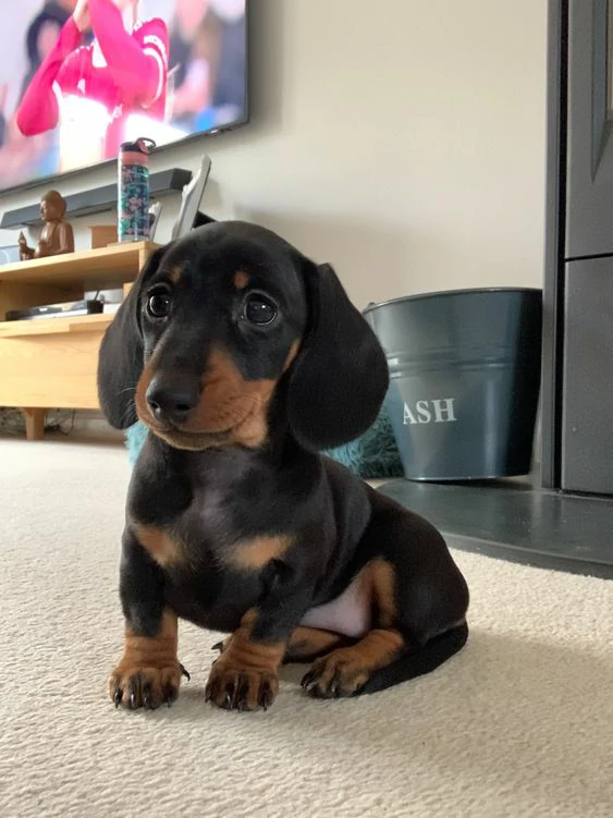 The Best Dog Breeds for First-Time Dachshund~1
