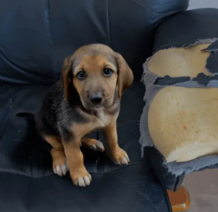 Dog Obedience Training To Transform Your Pet’s Behavior 4 Dog Destroys The House