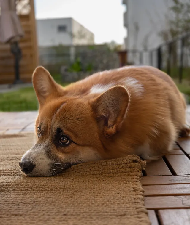 Why My Dog Has Diarrhea But is Acting Fine 6 Dog Diarrhea